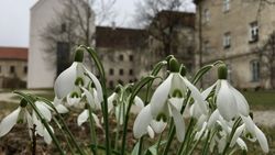 Spring is coming to Raitenhaslach by sending us snowdrops. (Picture: TUM Science & Study Center Raitenhaslach)